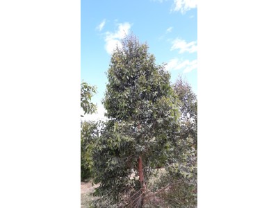 Eucalyptus globoidea